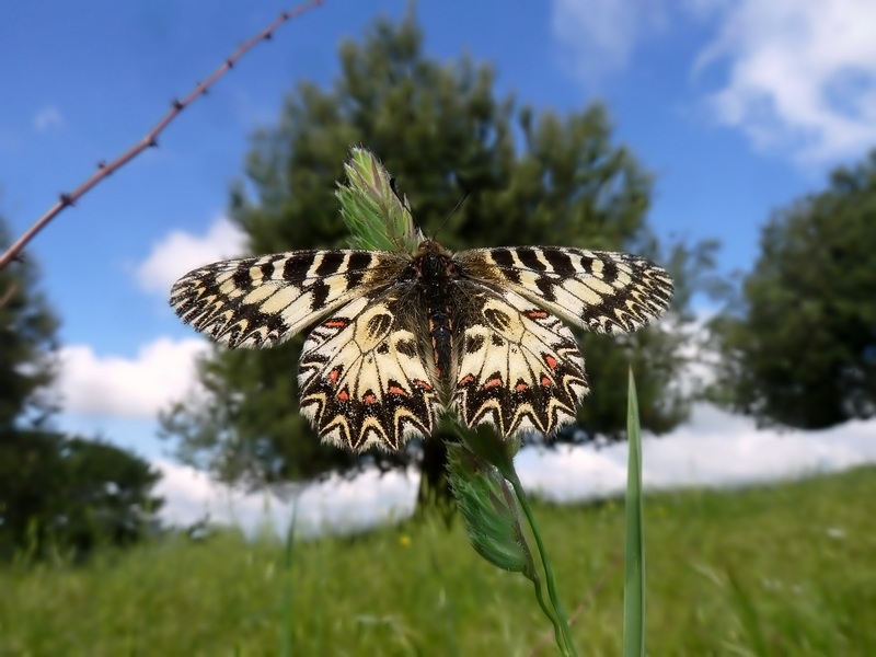 farfalle e uliveti